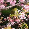 河津桜とメジロ