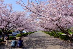 綺麗に撮れた？（安房神社参道の桜）