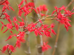 出猩々芽吹き