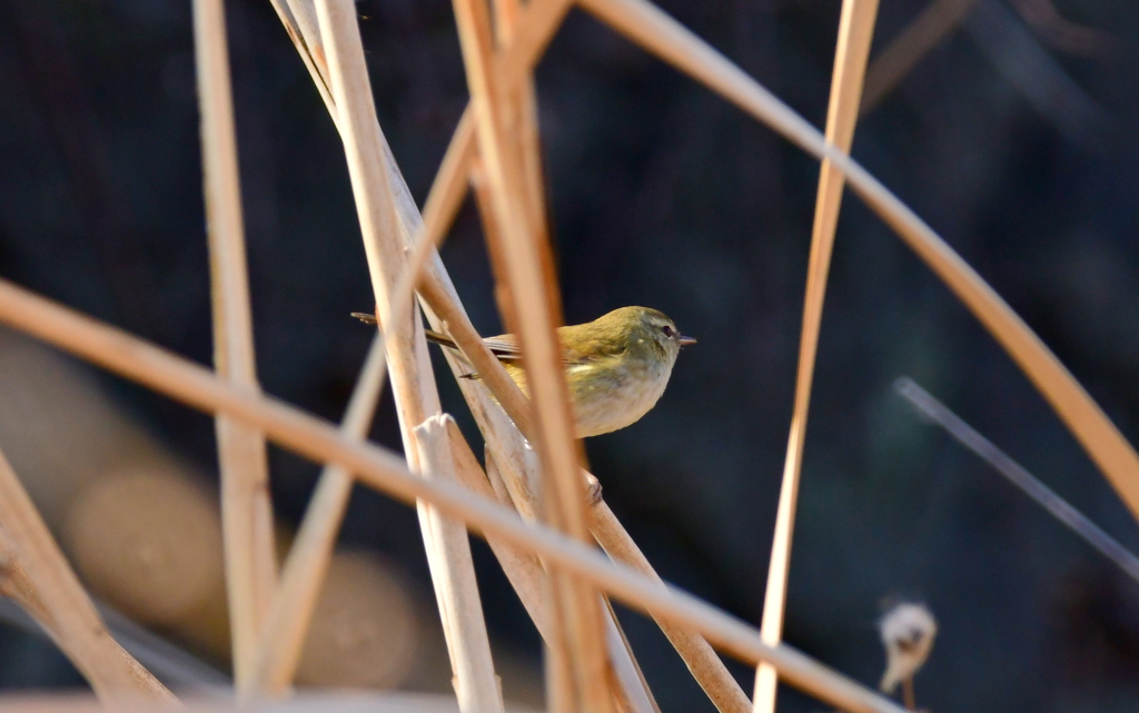 野鳥（ウグイス）