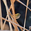 野鳥（ウグイス）