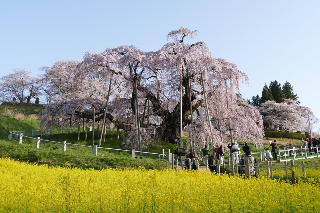 滝桜