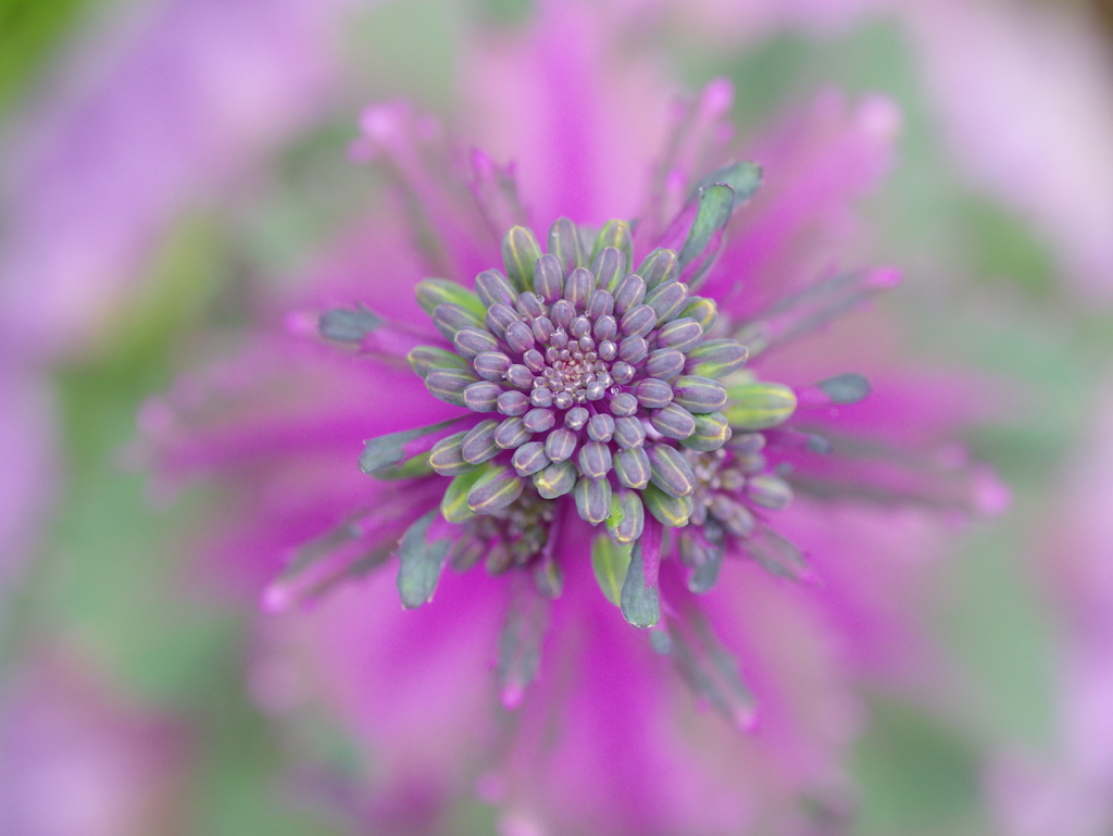 葉ボタンの花