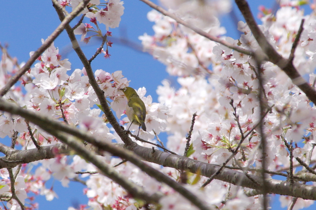 この桜おいしいよ