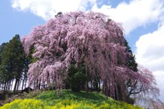 古戦場のしだれ桜