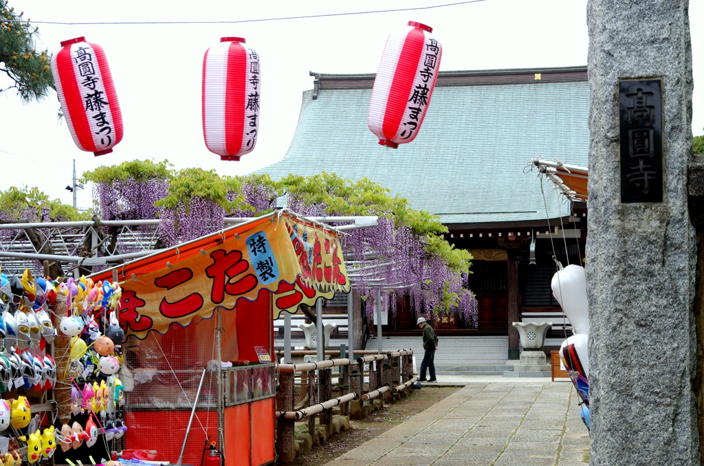 市川市の高圓寺藤まつり By はるかちょう Id 写真共有サイト Photohito