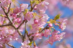 川津桜満開