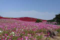 コスモス　コキア