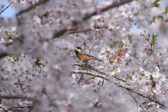 桜の中のヤマガラさん