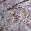 桜の中のヤマガラさん