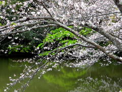 新緑と桜