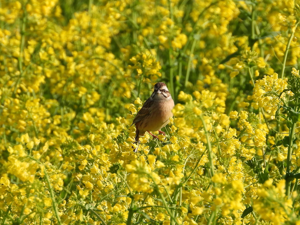 ホオジロと菜の花