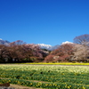 実相寺境内から甲斐駒ヶ岳