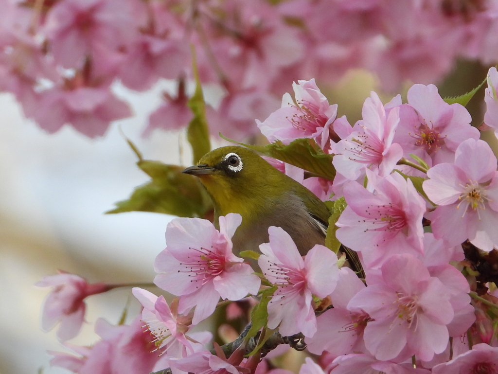 メジロと河津桜