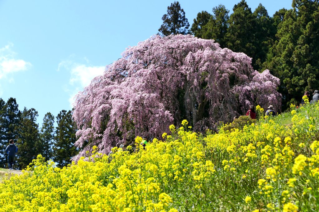 古戦場のしだれ桜