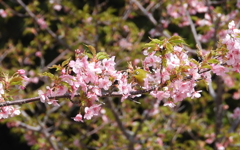 川津桜は満開を過ぎ葉桜に　②