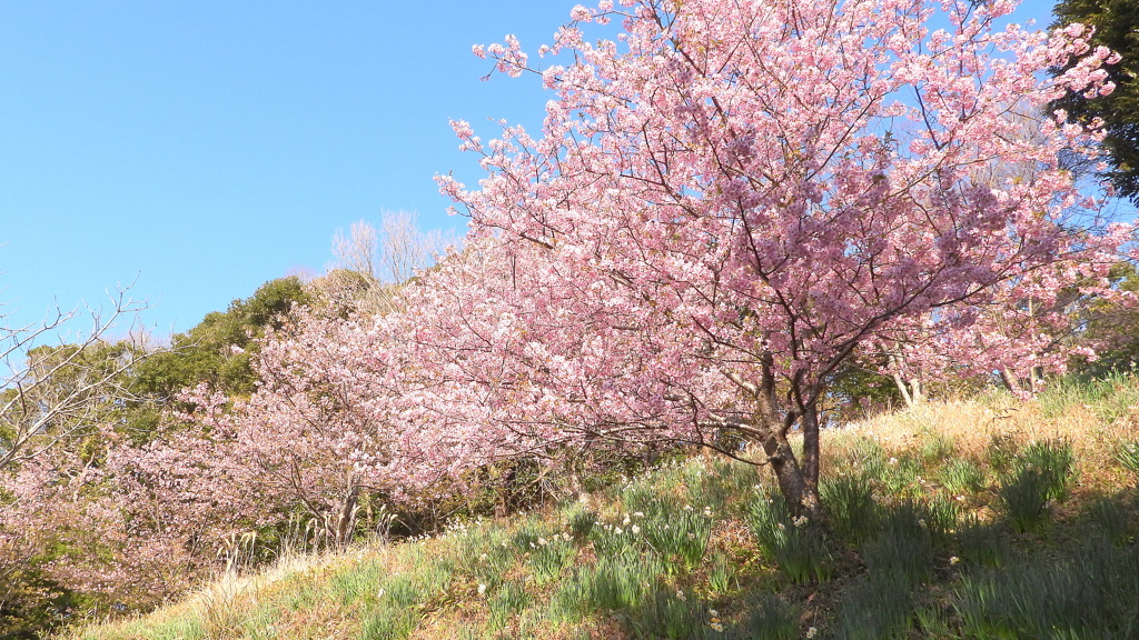 頼朝桜（河津桜）