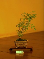 mini盆栽 バラ 雅
