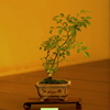 mini盆栽 バラ 雅