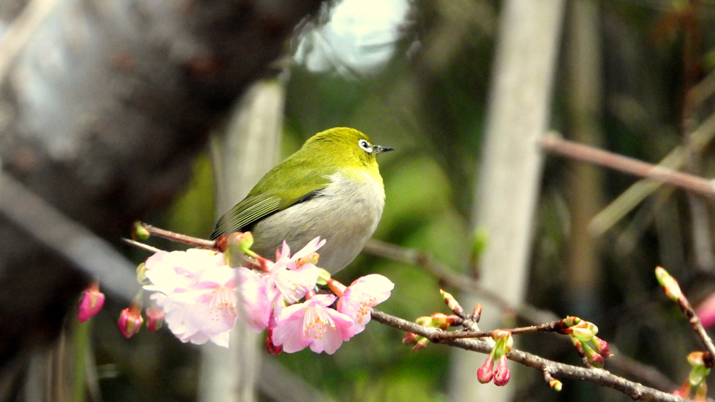 南房総では桜が咲きました