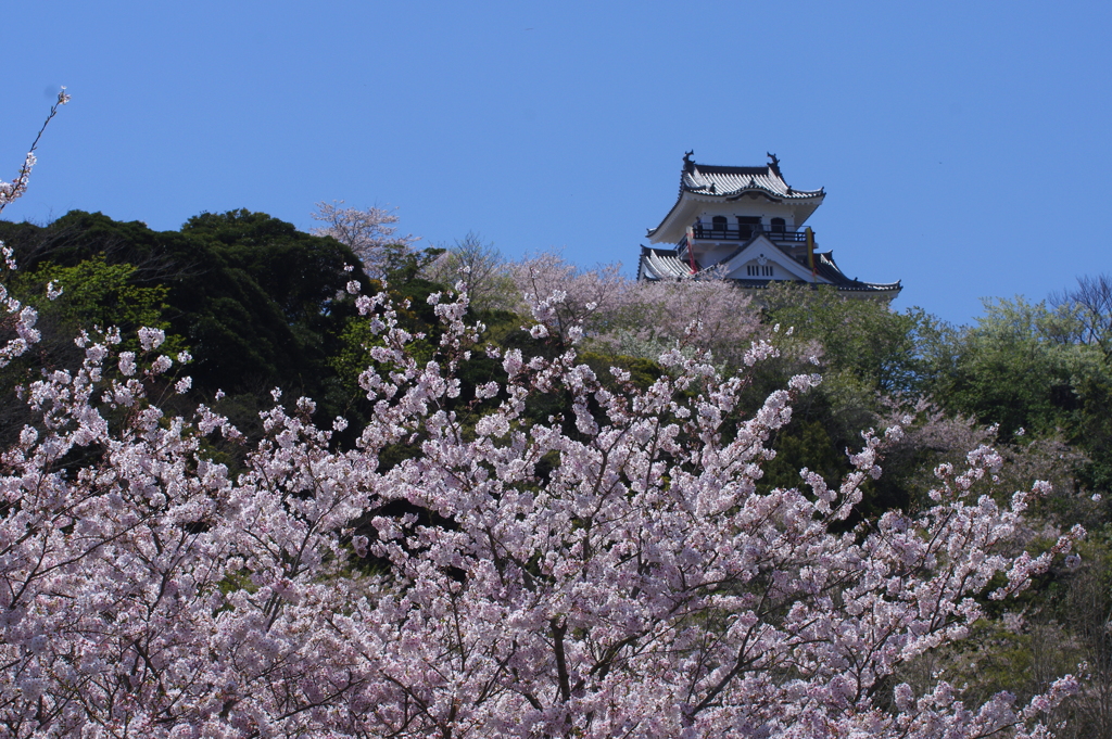 城山公園の桜