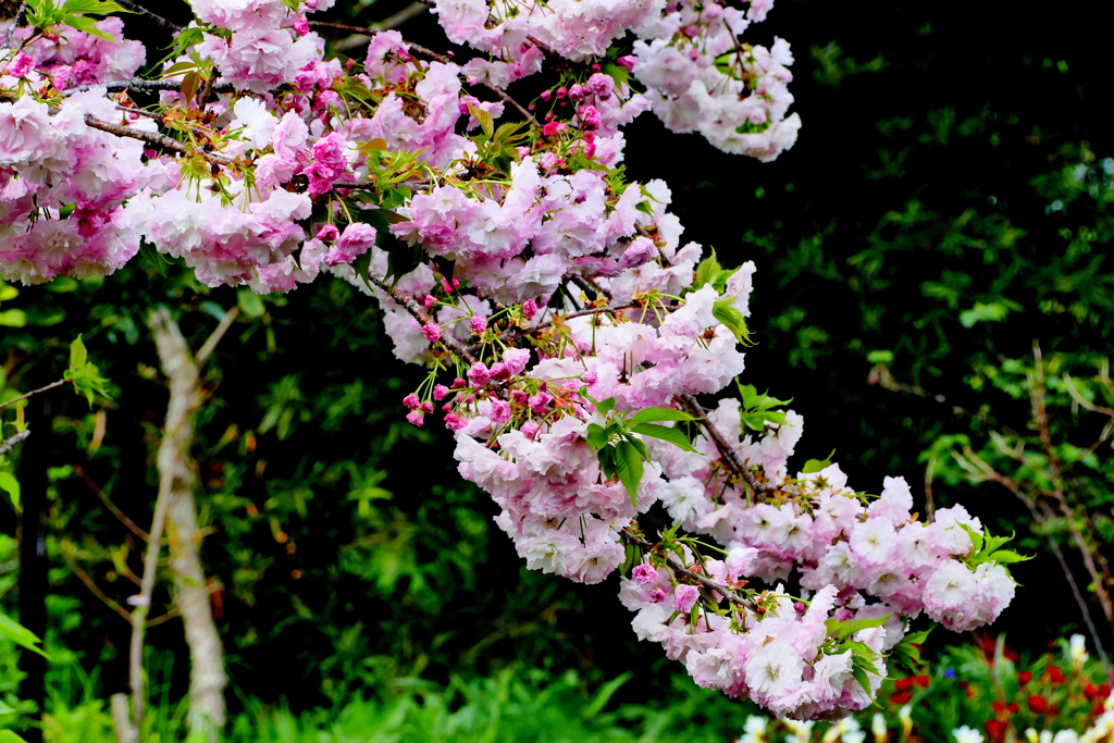 八重桜（松月）