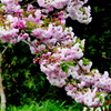 八重桜（松月）