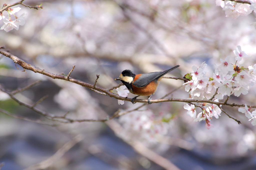 ヤマガラさん
