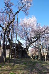 樹齢約2000年の桜 山高神代桜１