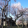 樹齢約2000年の桜 山高神代桜１