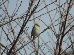 シメ♀