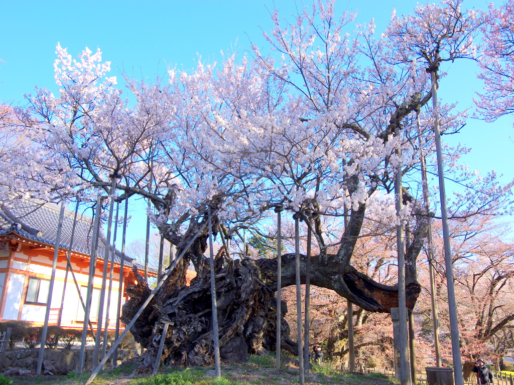 樹齢約2000年の桜 山高神代桜３