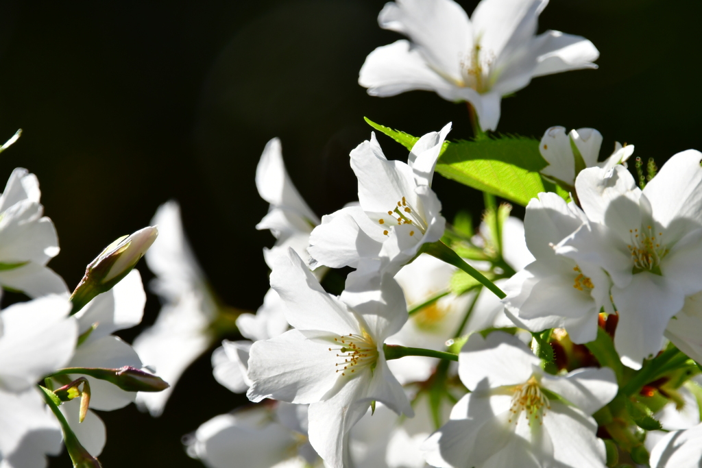 大島桜