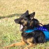 警備犬リラックスの大あくび
