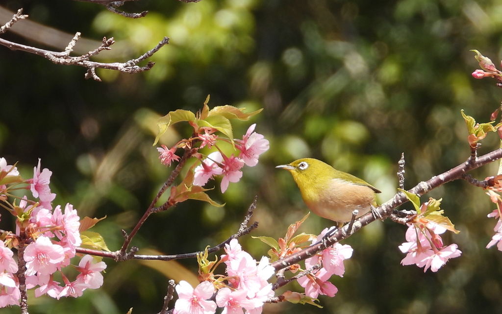 川津桜は満開を過ぎ葉桜に　⓵