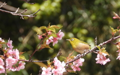 川津桜は満開を過ぎ葉桜に　⓵