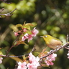 川津桜は満開を過ぎ葉桜に　⓵