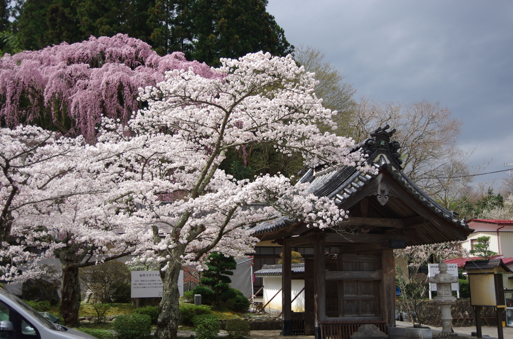 福聚寺の桜
