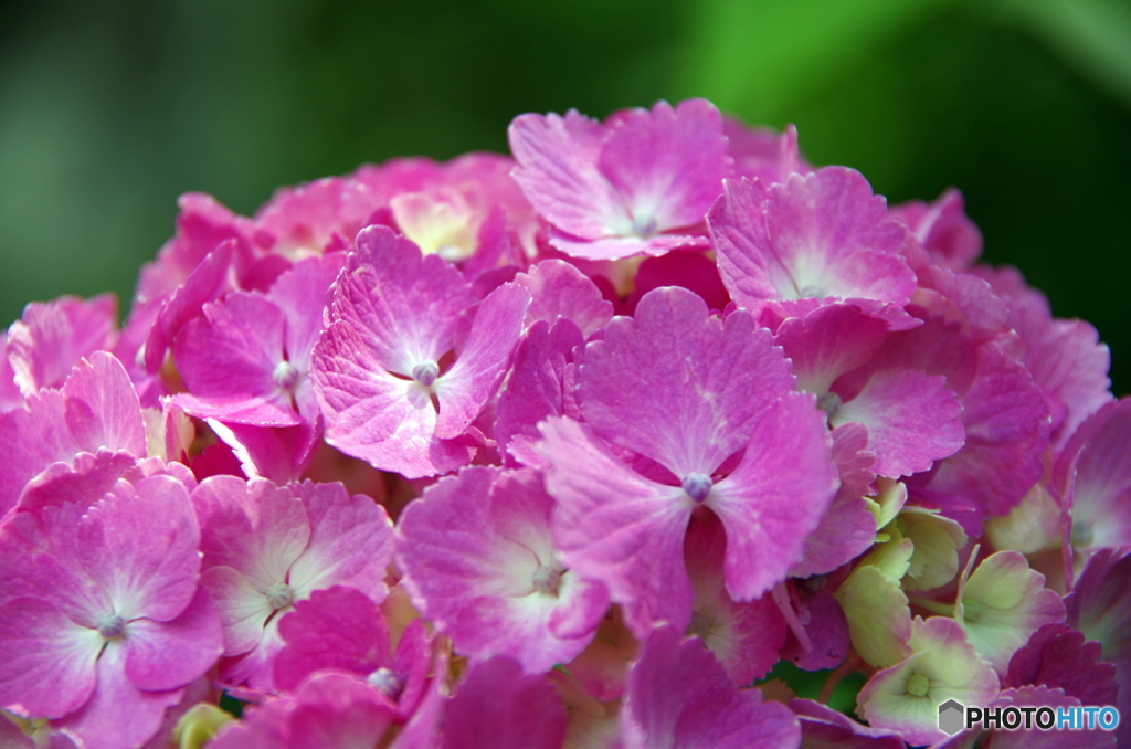 紫陽花