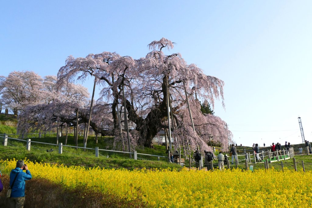 滝桜