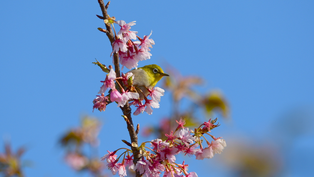 河津桜とメジロ