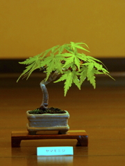 mini盆栽 ヤマモミジ