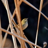 野鳥（ウグイス）