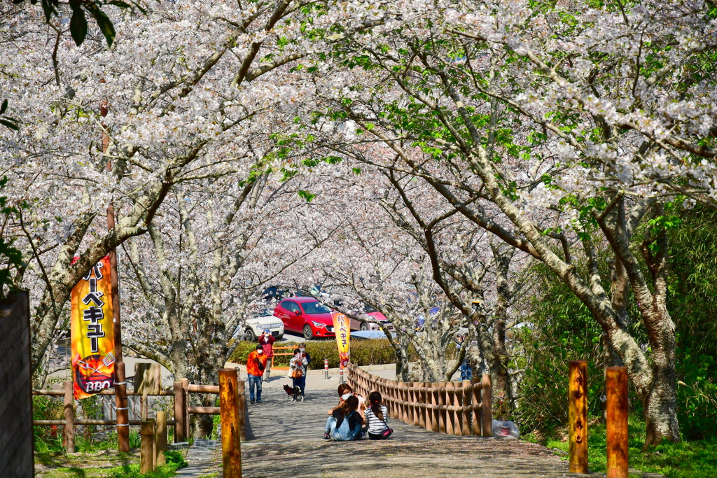 桜の下で記念撮影