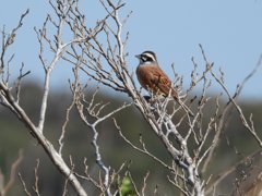 千葉県鳥ほおじろ