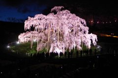 滝桜ライトアップ