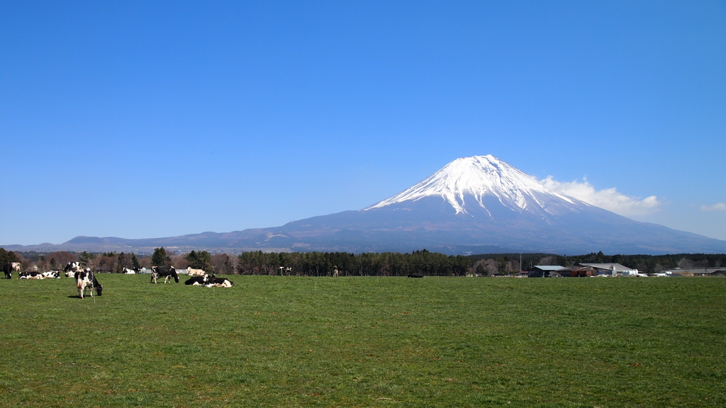 朝霧高原は牛さんがいっぱい