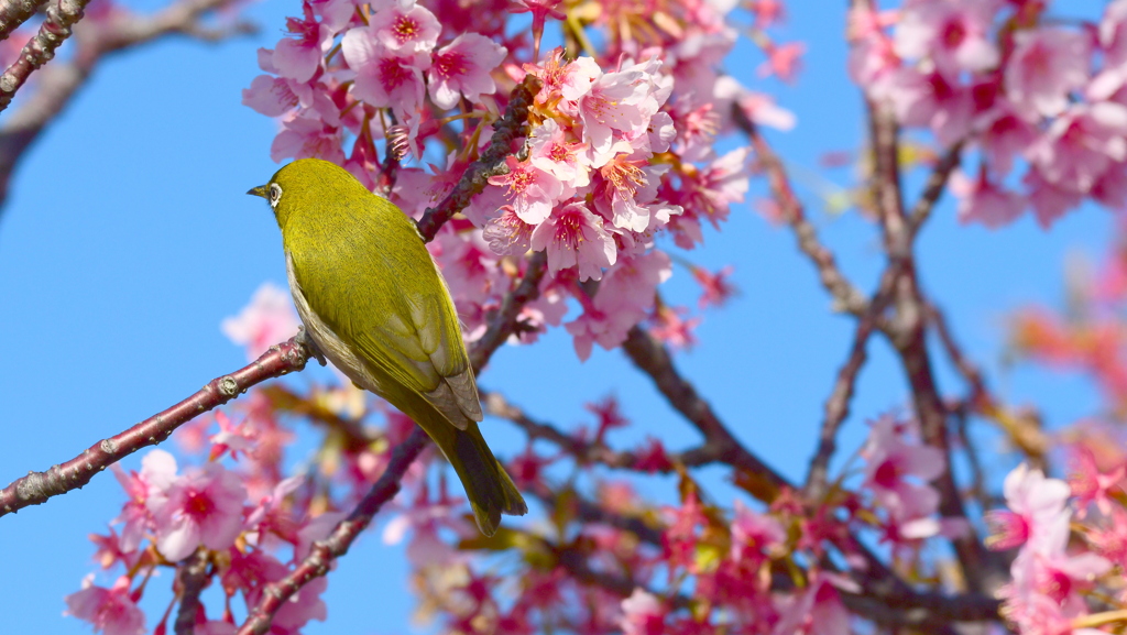 河津桜とメジロ