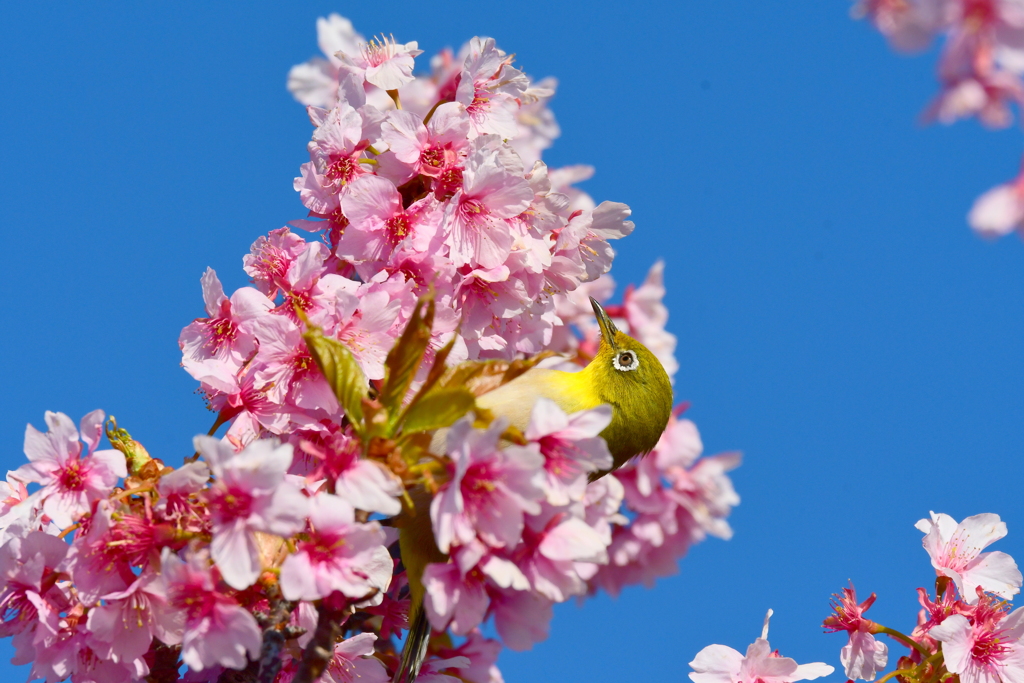 河津桜とメジロ