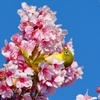 河津桜とメジロ